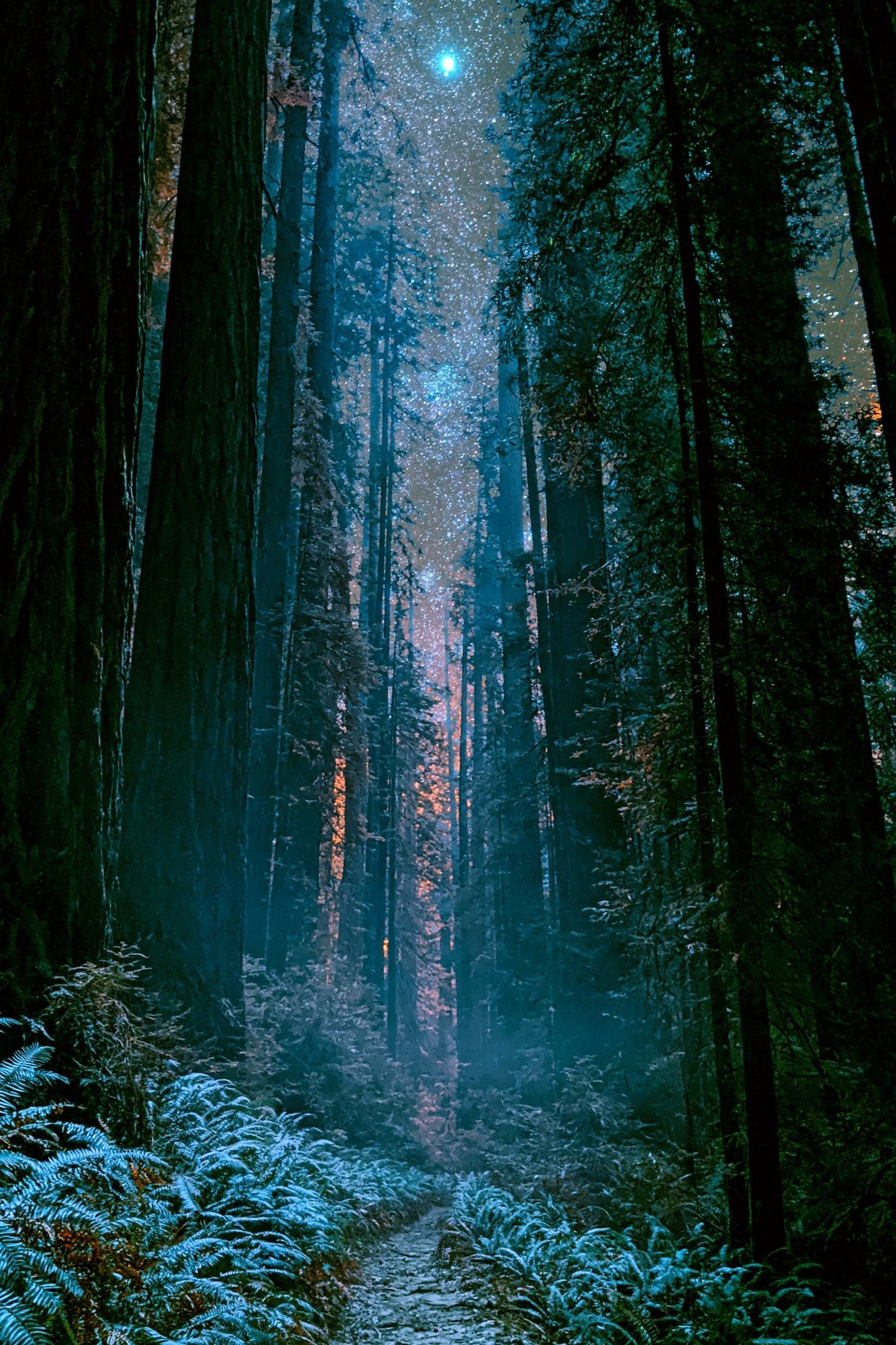 Moonlit Redwood Forest Poster. poster detail