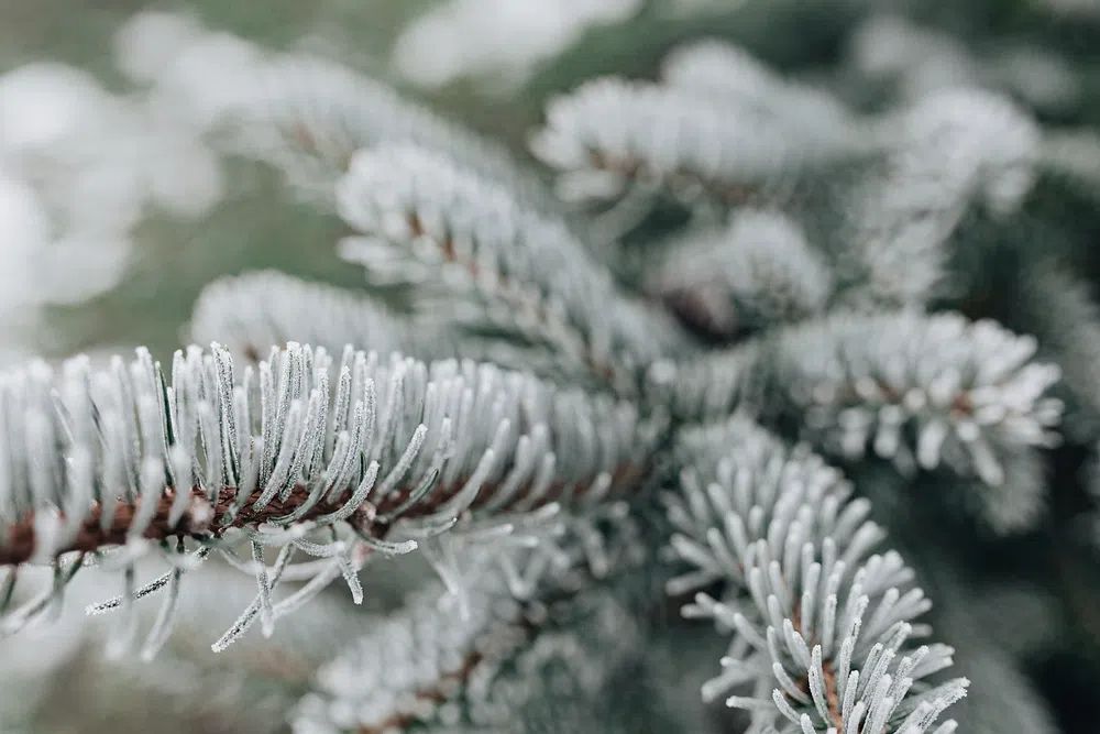 Frosted Pine Needles Nature Print. poster detail