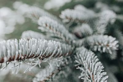 Frosted Pine Needles Nature Print