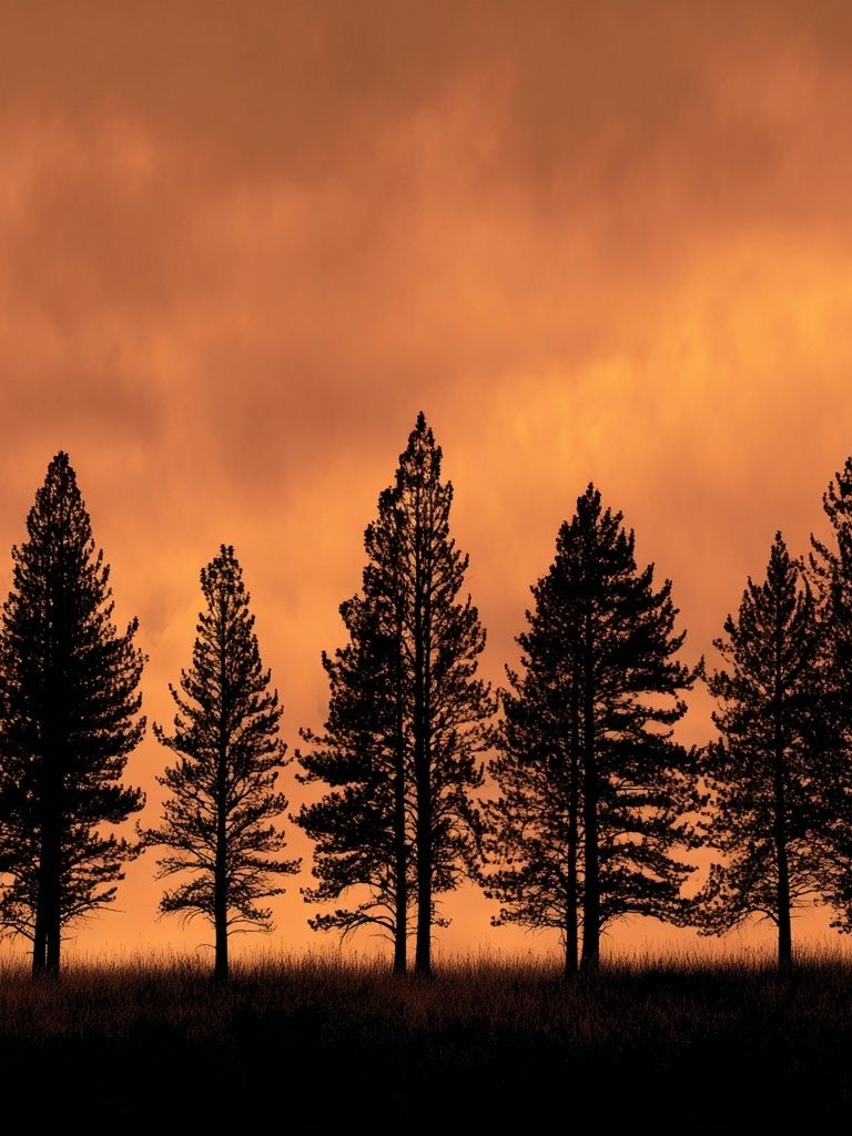 Sunset Pine Silhouettes Poster. poster — nature art
