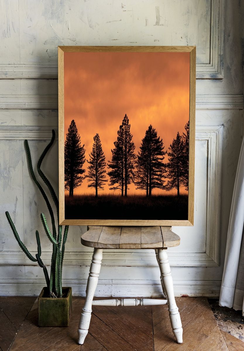 Sunset Pine Silhouettes Poster room preview