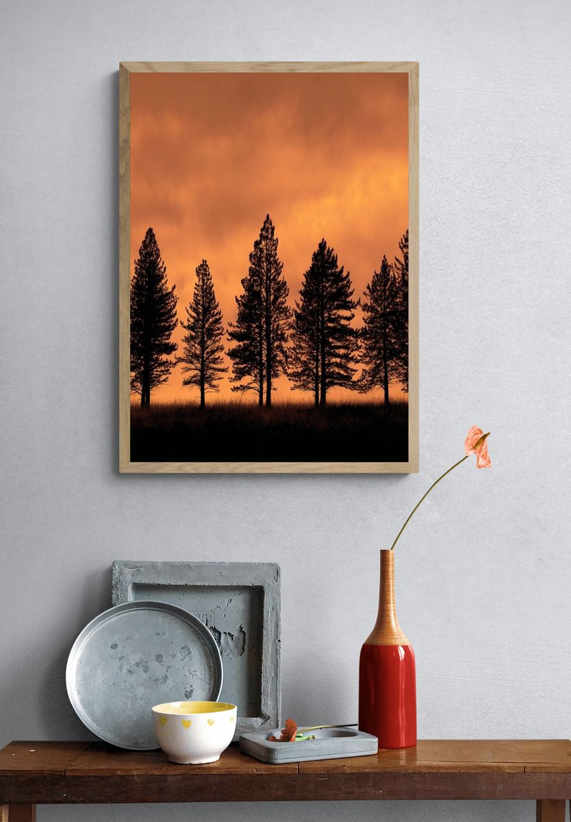 Sunset Pine Silhouettes Poster. — room view 3