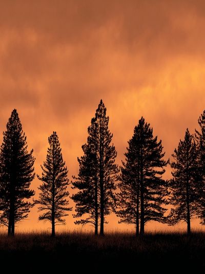 Sunset Pine Silhouettes Poster