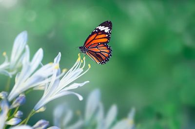 Monarch Butterfly on Flower — Nature Print