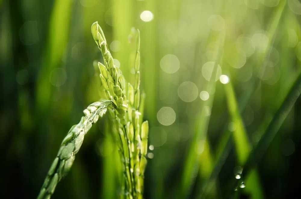 Morning Dew on Grass — Nature Print. poster detail