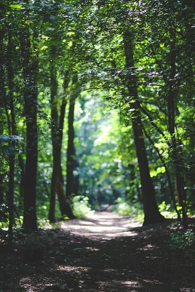 Lush Forest Path — Nature Print.