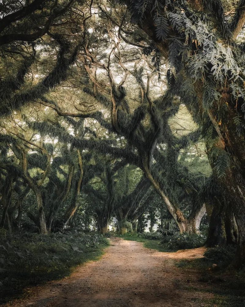 Enchanted Forest Path — Nature Print. poster — nature art