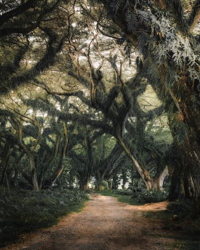 Enchanted Forest Path — Nature Print. poster