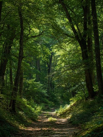 Serene Forest Path — Nature Poster