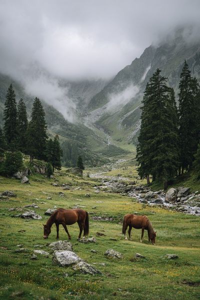 Horses in Misty Mountains — Nature Print. poster