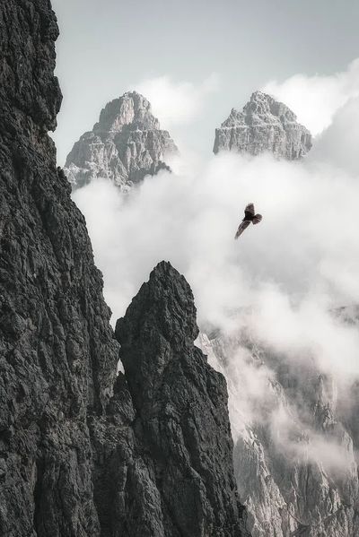 Majestic Mountains and Bird — Photography Print. poster