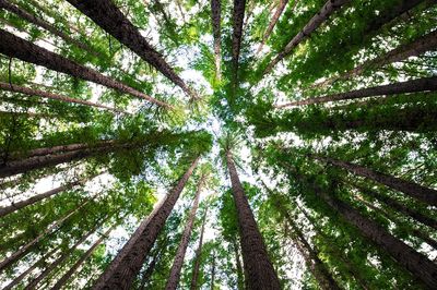 Looking Up at Tall Trees — Nature Poster