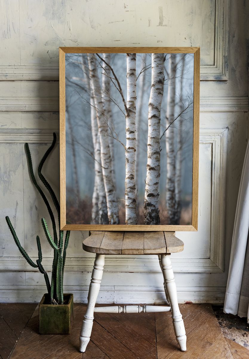 Birch Trees in Mist — Nature Photography Poster. — room view 1