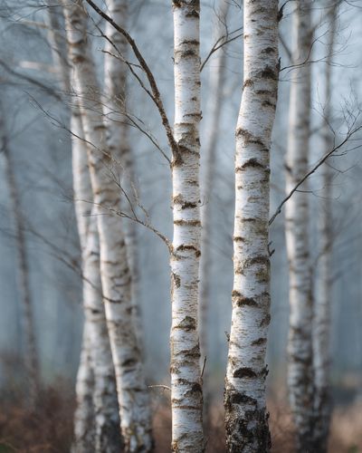 Birch Trees in Mist — Nature Photography Poster