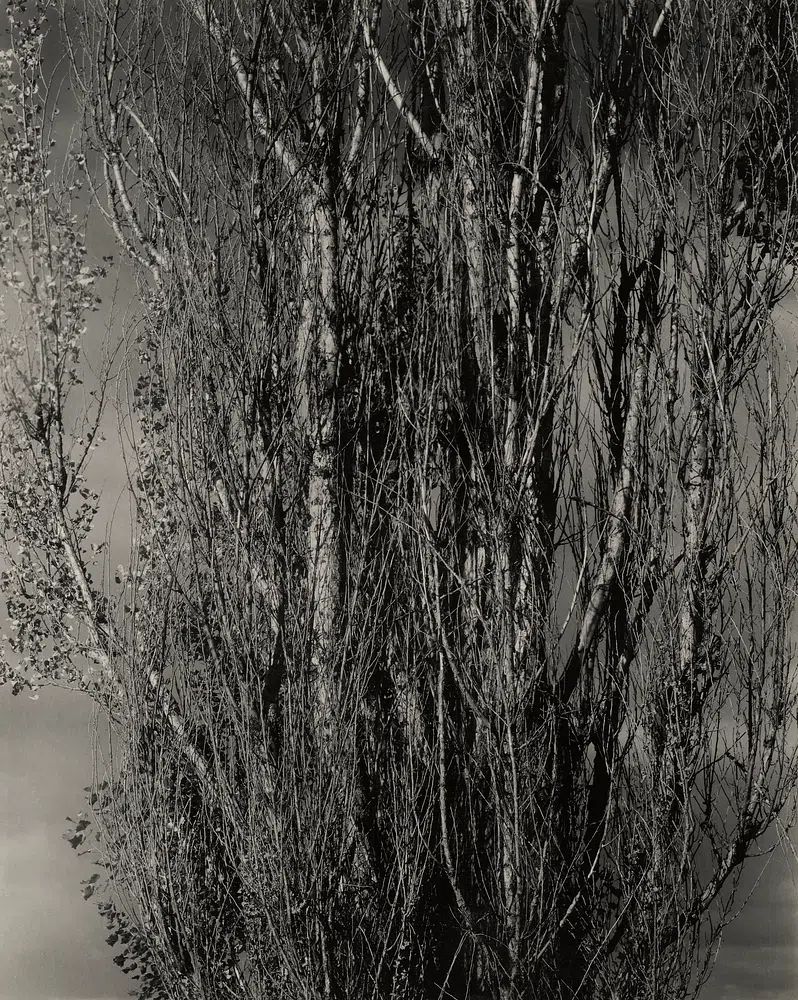 Monochrome Tree Silhouette Poster. poster detail