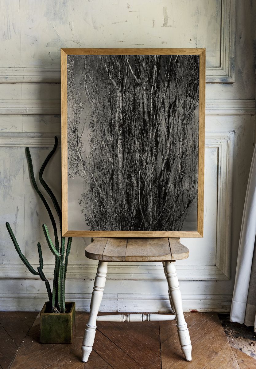 Monochrome Tree Silhouette Poster room preview