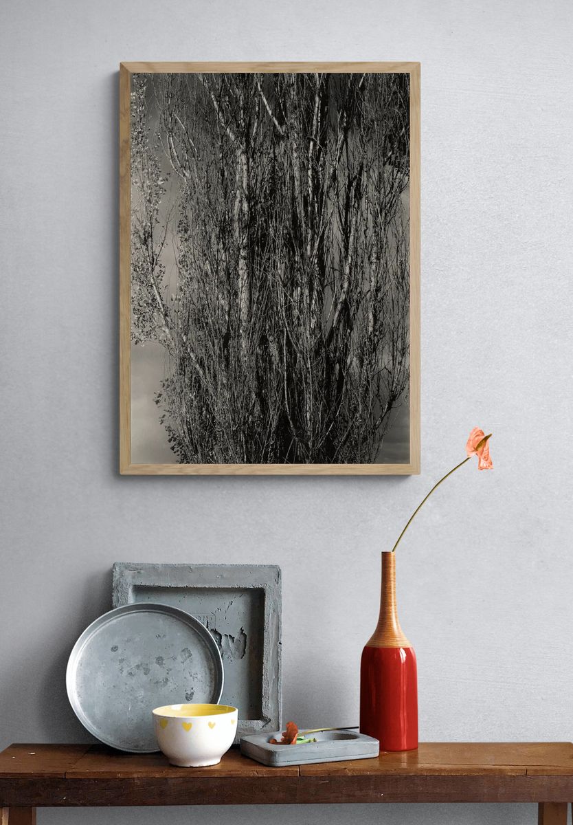 Monochrome Tree Silhouette Poster. — room view 3
