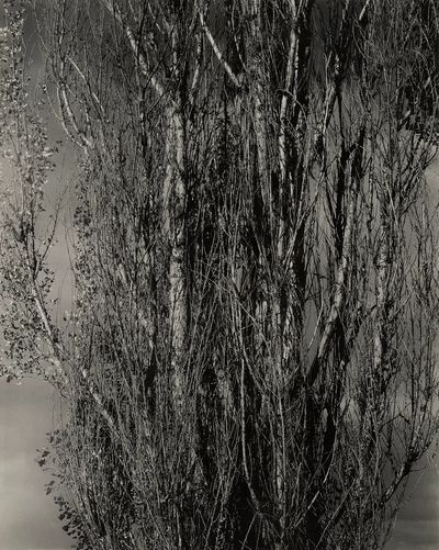 Monochrome Tree Silhouette Poster. poster