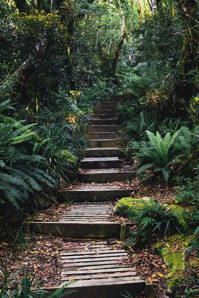 Forest Pathway — Nature Poster. poster