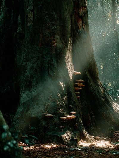 Mushroom Growth on Ancient Tree — Nature Print