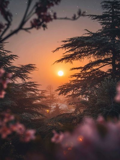 Sunset Through Blossoms — Nature Print
