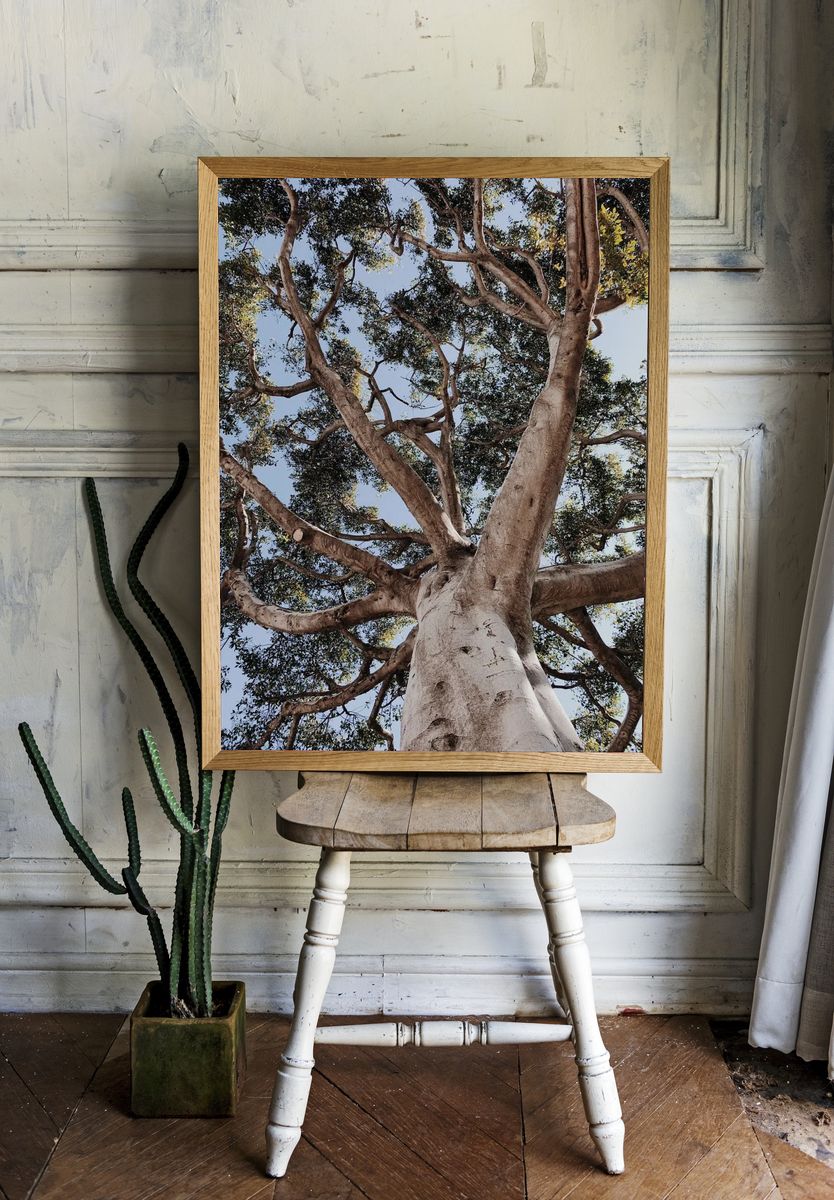 Majestic Tree Canopy — Nature Print. — room view 1