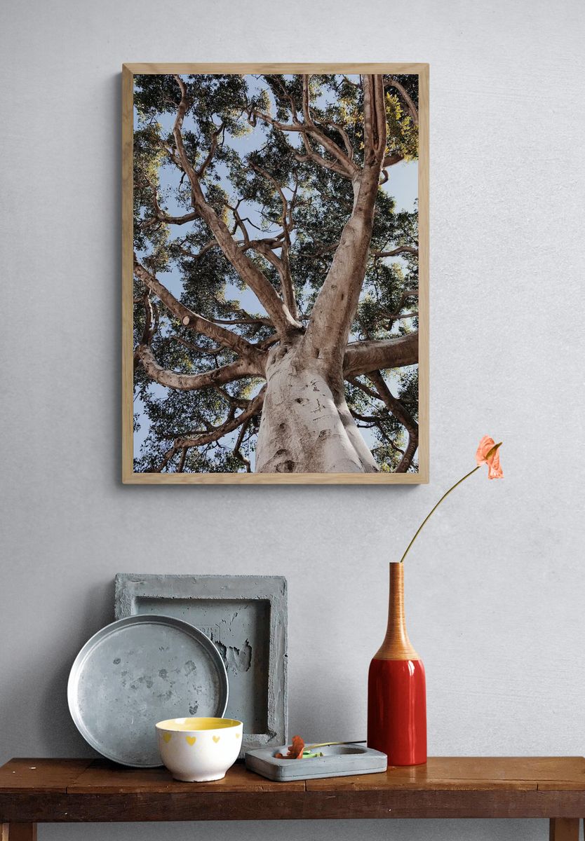Majestic Tree Canopy — Nature Print. — room view 3