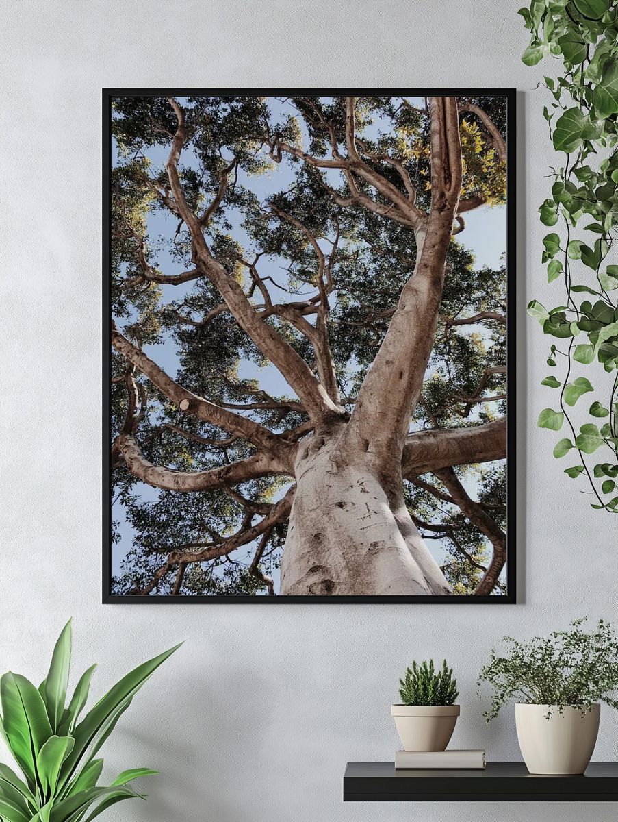 Majestic Tree Canopy — Nature Print. — room view 4