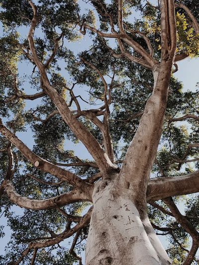 Majestic Tree Canopy — Nature Print