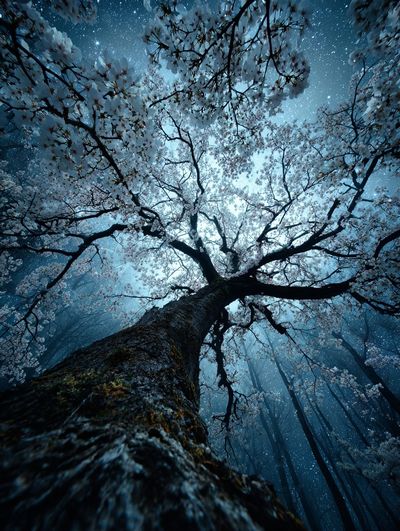 Cherry Blossom Tree — Nature Poster