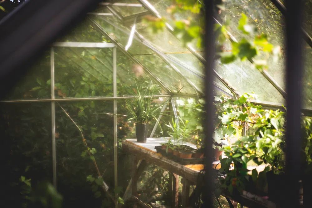 Greenhouse Interior — Nature Print. poster — nature art