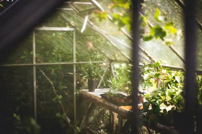 Greenhouse Interior — Nature Print.