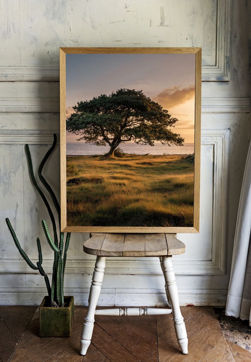 Solitary Tree at Sunset Poster. room preview