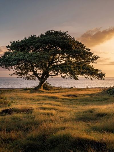 Solitary Tree at Sunset Poster.