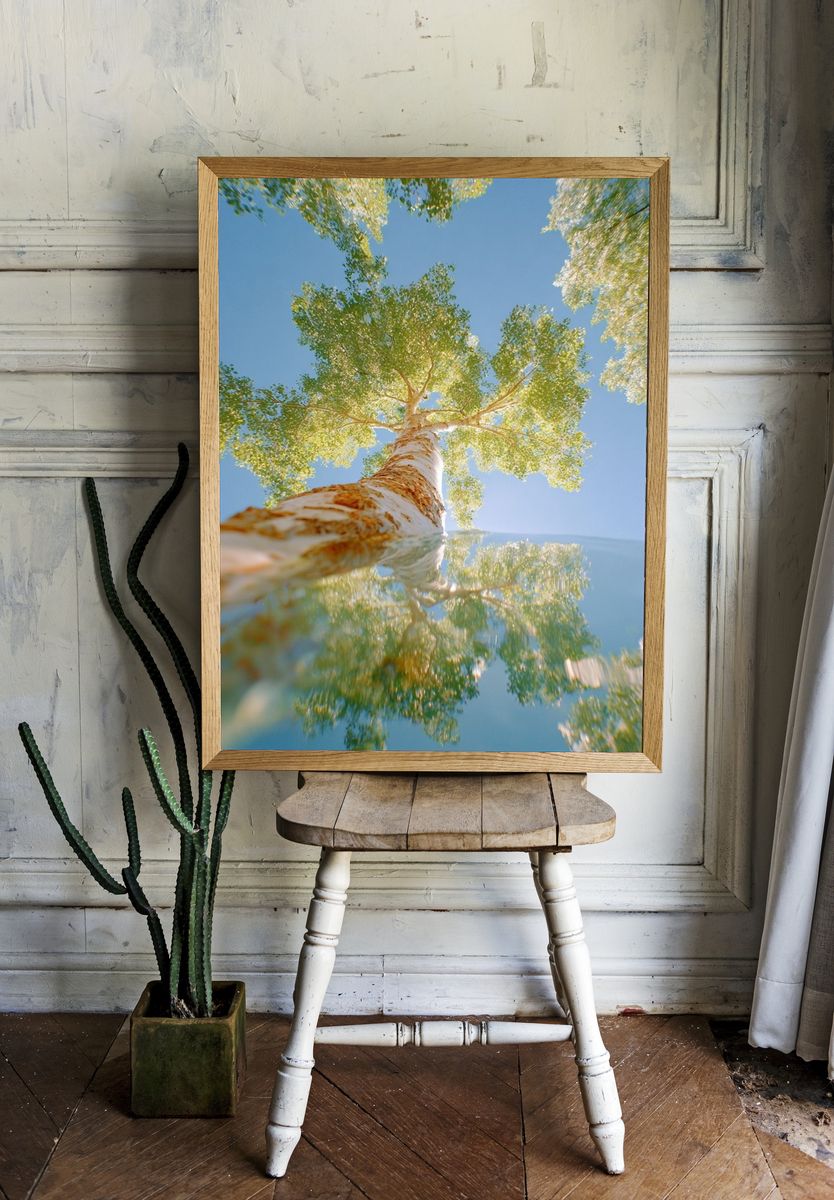 Birch Tree Reflection — Nature Print room preview