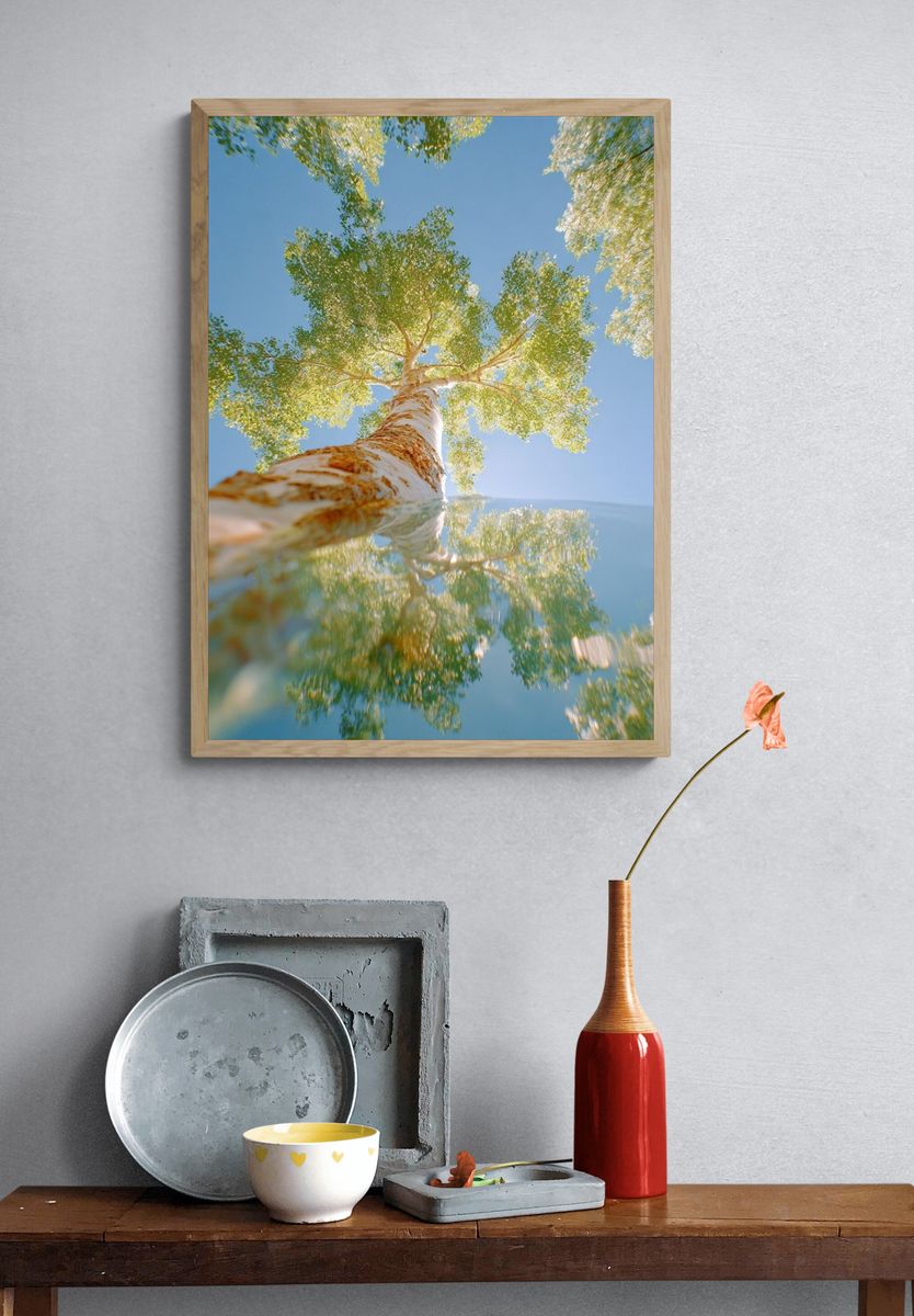 Birch Tree Reflection — Nature Print. — room view 3