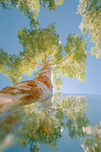 Birch Tree Reflection — Nature Print