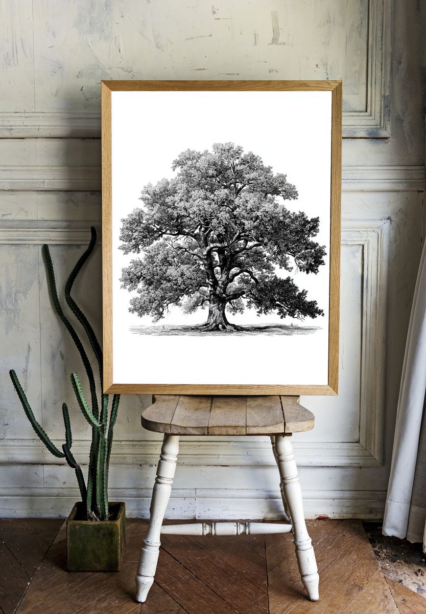 Majestic Oak Tree — Illustration Print. — room view 1