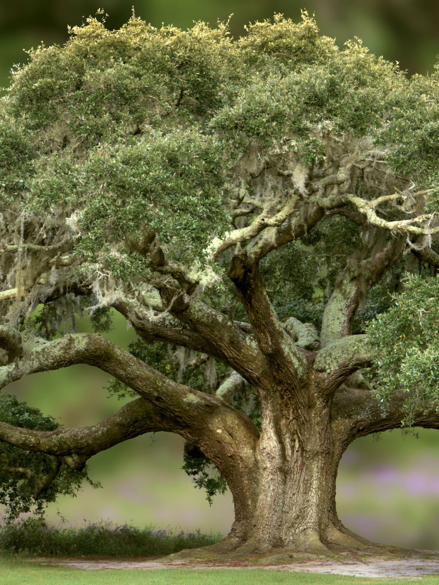 Ancient Oak Tree Photography Poster. poster — photography art