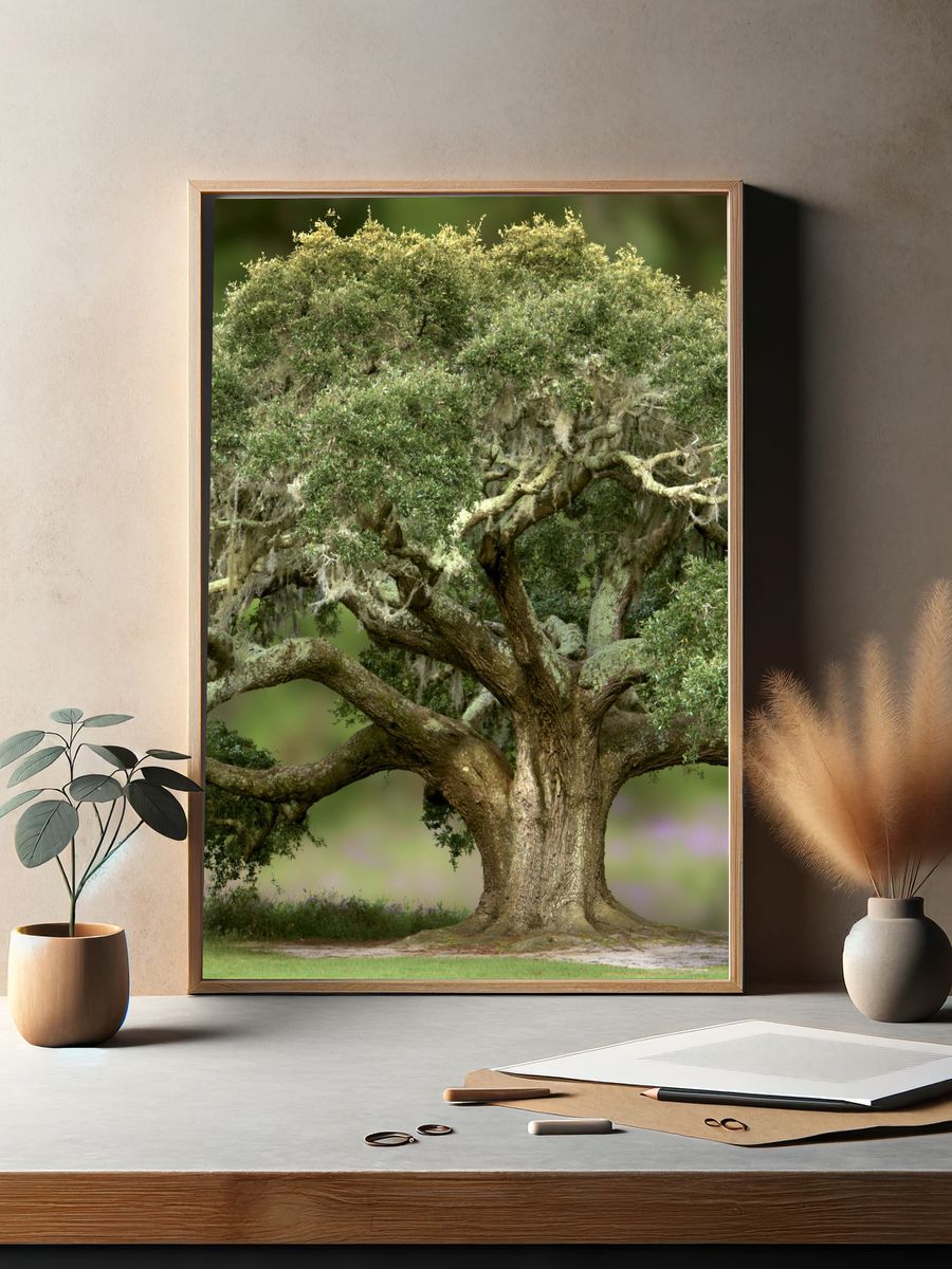 Ancient Oak Tree Photography Poster. — room view 2