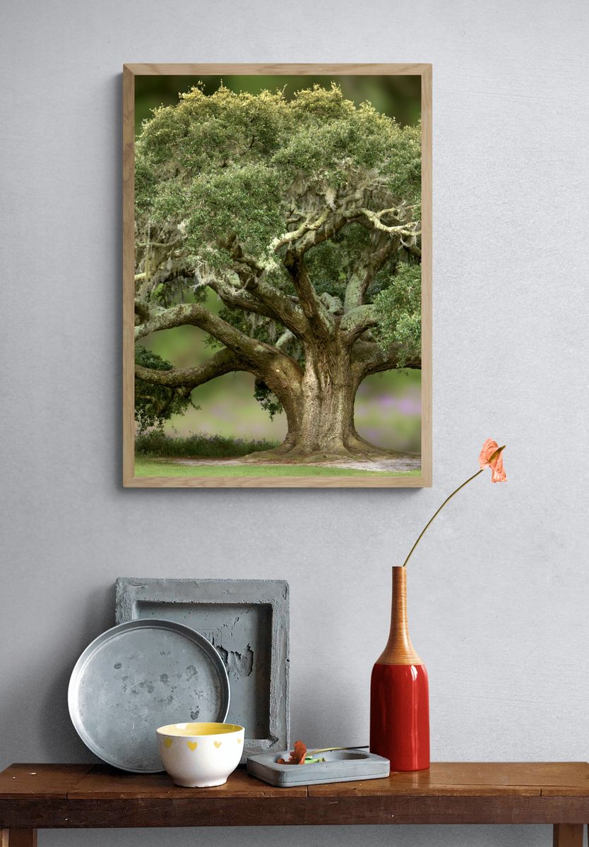 Ancient Oak Tree Photography Poster. — room view 3
