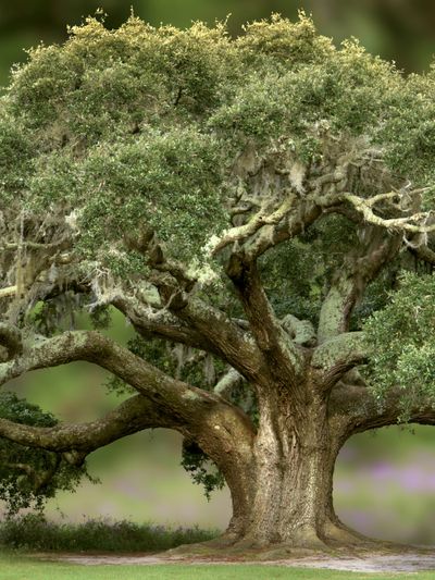 Ancient Oak Tree Photography Poster.