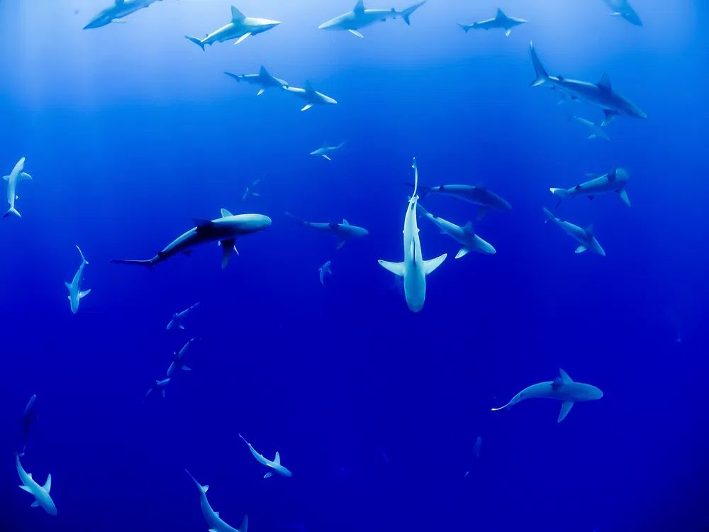 Underwater Sharks — Photography Print. poster detail