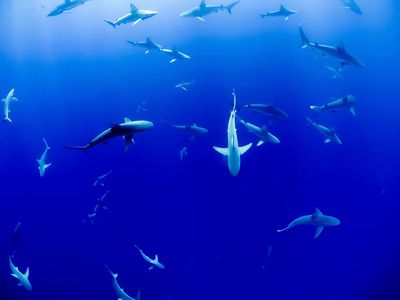 Underwater Sharks — Photography Print. poster