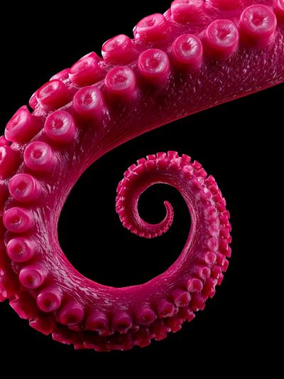 Magenta Octopus Tentacle Abstract Print. poster