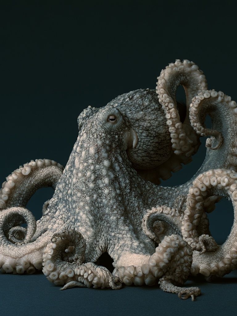 Octopus Portrait Illustration Poster. poster detail