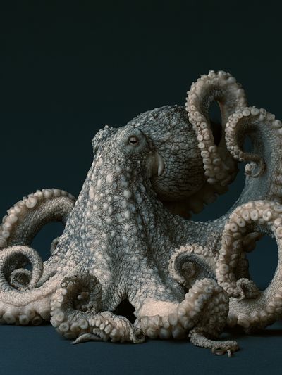 Octopus Portrait Illustration Poster.