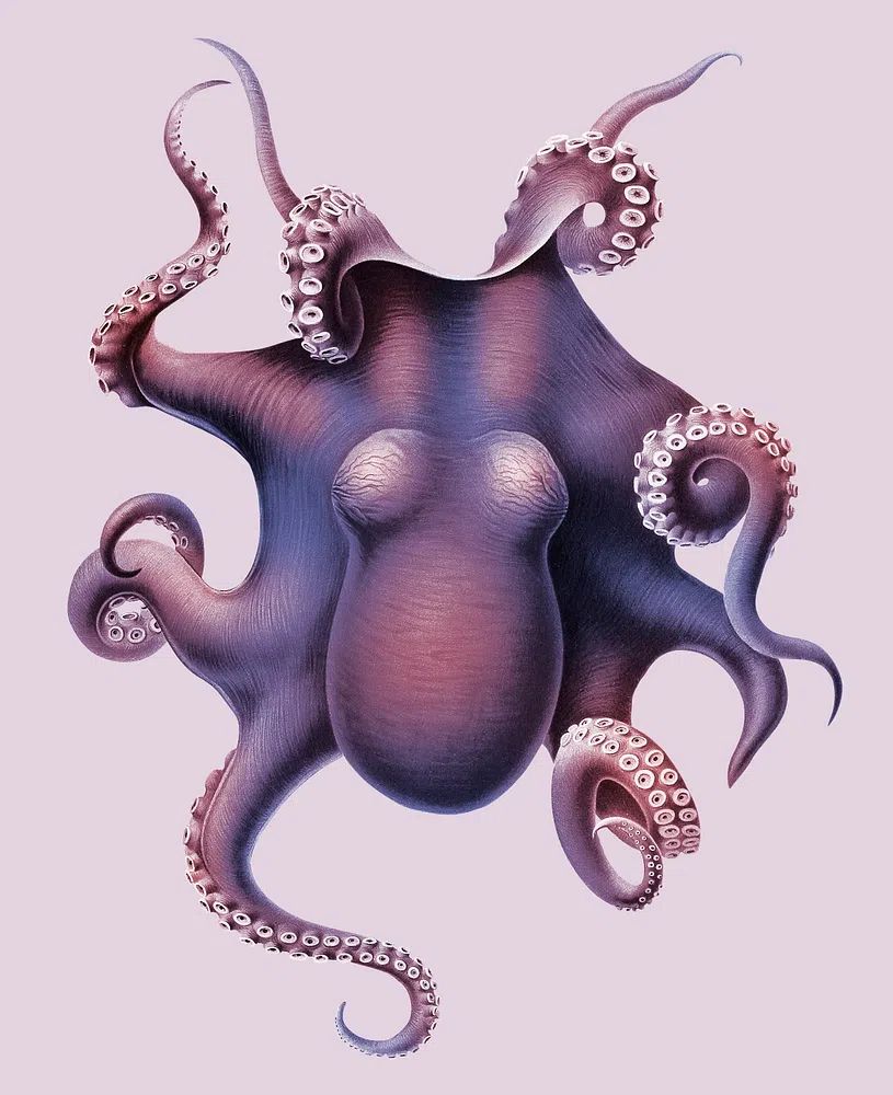 Octopus Illustration Poster. poster detail