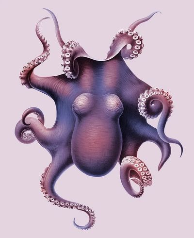 Octopus Illustration Poster. poster print