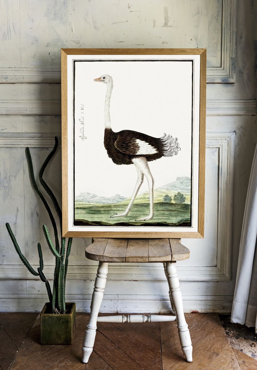 Ostrich Illustration Poster. — room view 1